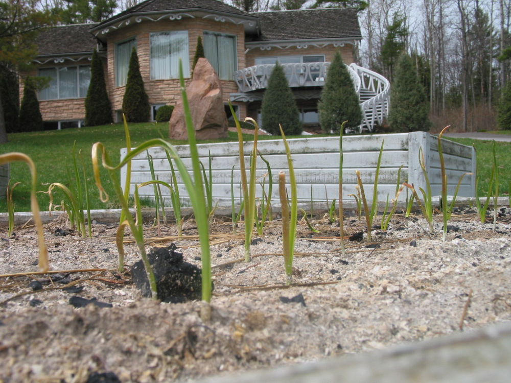 Unsure if wood ash was a good idea. Mistakenly removed the straw mulch too.