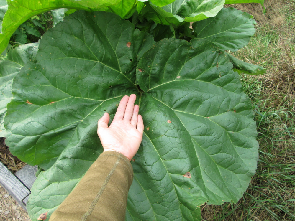 Yah, I know it’s rhubarb, here just to show that this method of gardening produces giants.