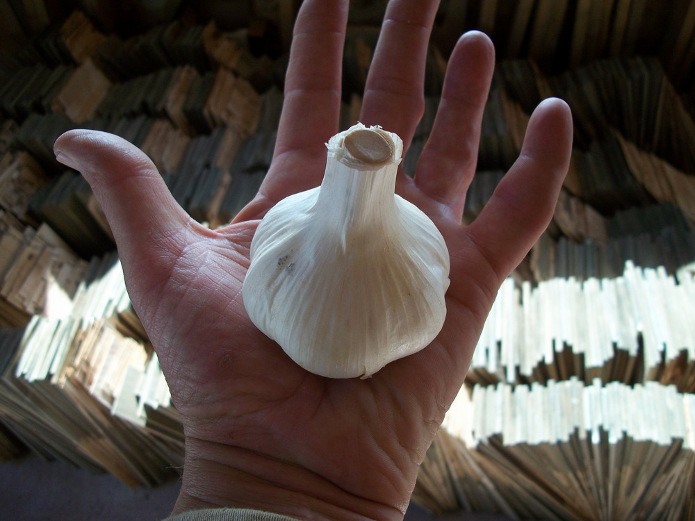 Lennie Levine is the garlic man of the North Mtn.